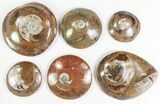 Lot: Polished Goniatite Fossils Assorted Sizes - Pieces #77275-1